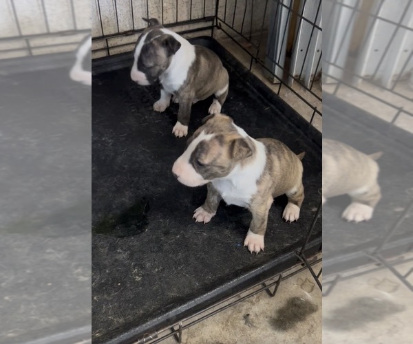 Medium Photo #1 Bull Terrier Puppy For Sale in ALBUQUERQUE, NM, USA