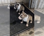 Small Bull Terrier