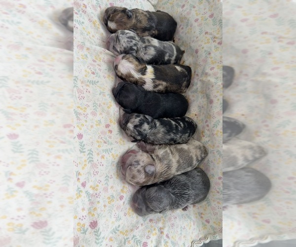 Medium Photo #1 French Bulldog Puppy For Sale in WEST PALM BEACH, FL, USA