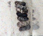 Small French Bulldog