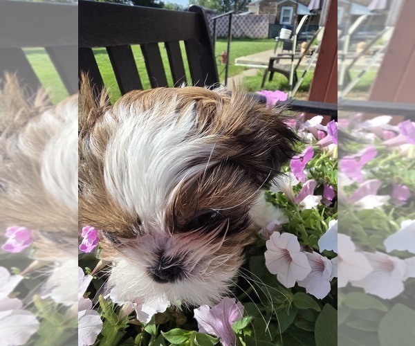 Medium Photo #1 Shih Tzu Puppy For Sale in BUFFALO, NY, USA