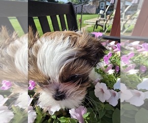 Medium Shih Tzu