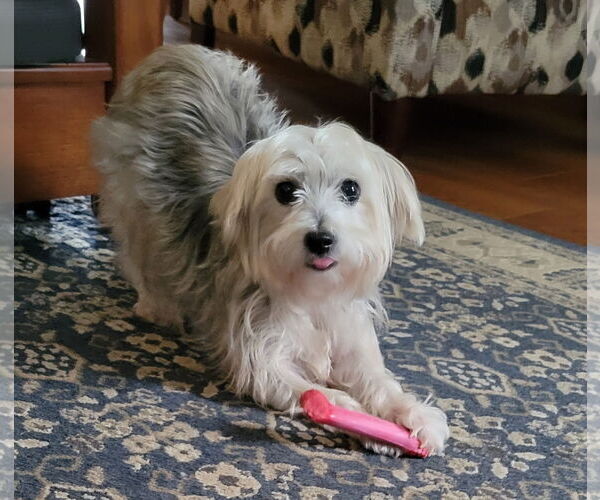 Medium Photo #6 Maltese-Unknown Mix Puppy For Sale in Greensboro, NC, USA