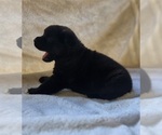 Puppy Puppy 1 Akita