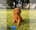 Small #7 Goldendoodle (Miniature)