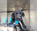 Small Labrador Retriever Mix