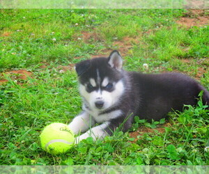 Siberian Husky Puppy for sale in SHILOH, OH, USA