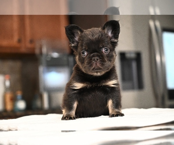 Medium Photo #2 French Bulldog Puppy For Sale in DECATUR, GA, USA