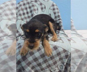 Chihuahua-Unknown Mix Dogs for adoption in Grafton, WI, USA