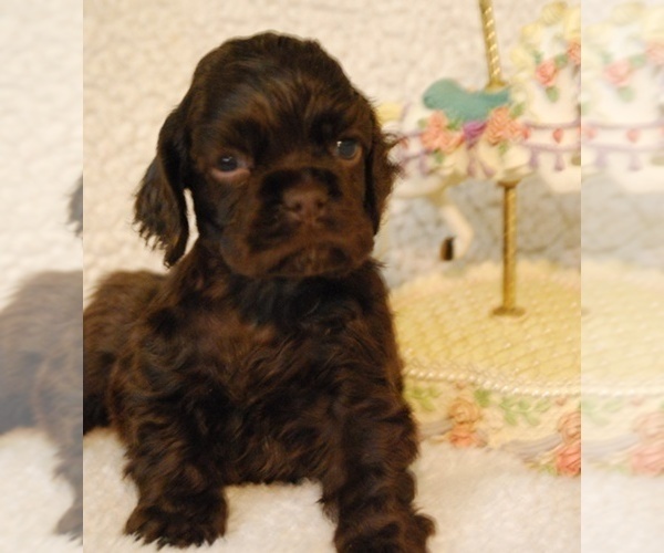 Medium Photo #1 Cocker Spaniel Puppy For Sale in DANIELSVILLE, GA, USA