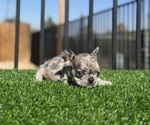 Small #16 French Bulldog
