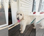 Small #10 Goldendoodle