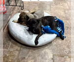 Small #5 Mastiff