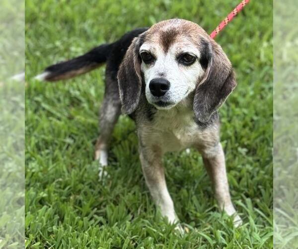 Medium Photo #2 Beagle-Unknown Mix Puppy For Sale in Yardley, PA, USA
