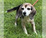 Small #1 Beagle Mix