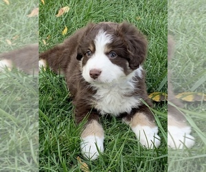 Miniature American Shepherd Puppy for sale in NEWARK, OH, USA