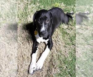 CLEO - Female Mastiff-Unknown Mix Dog for Adoption - Photo #2