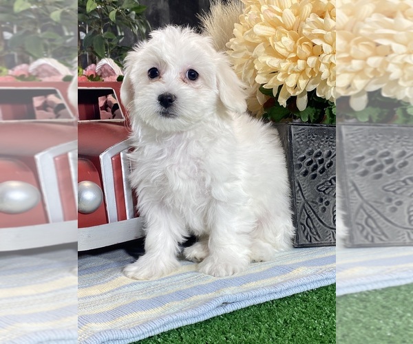 Medium Photo #4 Biton Puppy For Sale in CANOGA, NY, USA