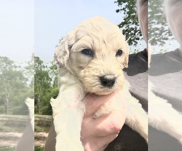 Medium Photo #6 Double Doodle Puppy For Sale in ROARING RIVER, NC, USA