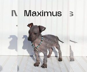 Xoloitzcuintli (Mexican Hairless) Puppy for sale in MERCED, CA, USA