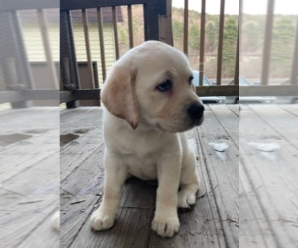 Medium Photo #7 Labrador Retriever Puppy For Sale in MONTPELIER, VT, USA