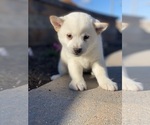 Small #2 Shiba Inu