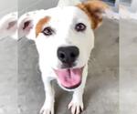 Small #1 American Pit Bull Terrier Mix