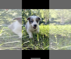 Australian Shepherd Puppy for sale in DRUMMONDS, TN, USA