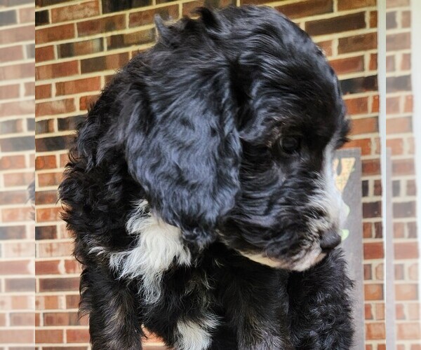Medium Photo #5 F2 Aussiedoodle Puppy For Sale in COLUMBIA, TN, USA