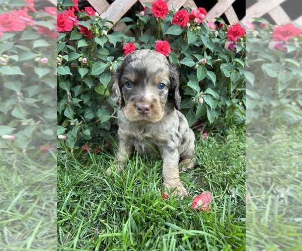 Medium Photo #1 Cockapoo (Miniature) Puppy For Sale in PENN YAN, NY, USA