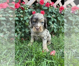 Cockapoo (Miniature) Puppy for sale in PENN YAN, NY, USA