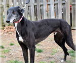 Small #4 Greyhound
