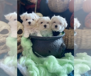 Maltese Puppy for sale in RIALTO, CA, USA