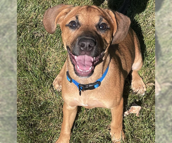 Medium Photo #2 Labrador Retriever-Unknown Mix Puppy For Sale in Plainfield, IL, USA