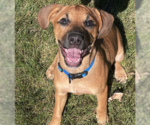 Small #1 Labrador Retriever Mix