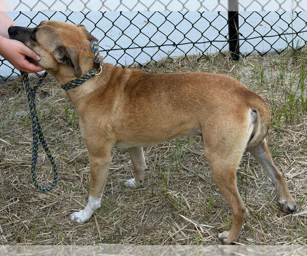 Medium Photo #2 Mutt Puppy For Sale in Tarboro, NC, USA