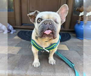 French Bulldog Dogs for adoption in Santa Clara, CA, USA