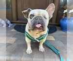 Small French Bulldog