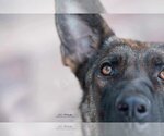 Small Photo #11 German Shepherd Dog-Unknown Mix Puppy For Sale in Sandy, UT, USA
