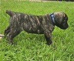 Small #1 Cane Corso
