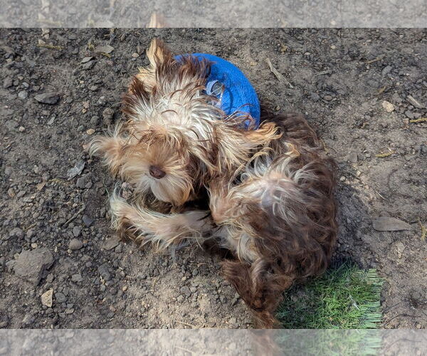 Medium Photo #3  Puppy For Sale in , 