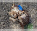 Small #2 Breeder Profile image