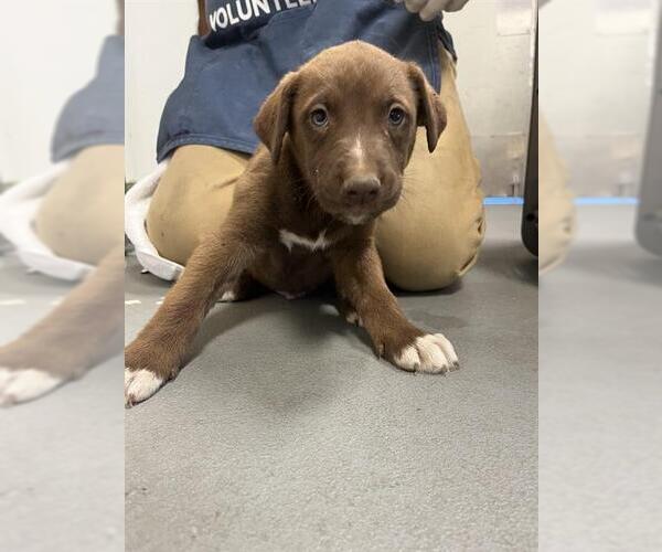 Medium Photo #1 German Shorthaired Pointer-Unknown Mix Puppy For Sale in Santa Cruz, CA, USA