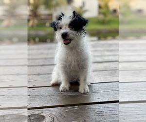 Morkie Puppy for sale in HOLLYWOOD, FL, USA
