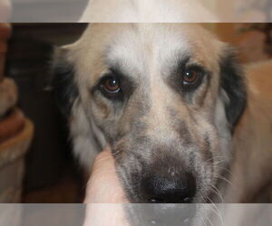 Anatolian Shepherd Dogs for adoption in Westminster, MD, USA