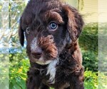 Small #4 F2 Aussiedoodle