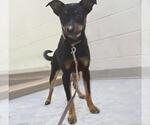 Small #1 Australian Shepherd Mix