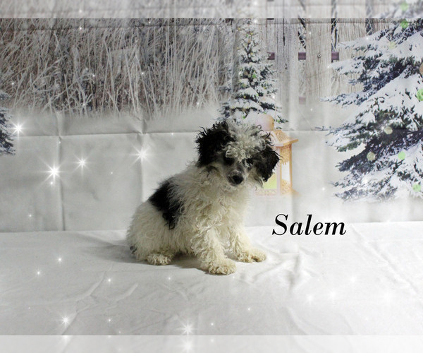 Medium Photo #21 Poodle (Toy) Puppy For Sale in CHANUTE, KS, USA