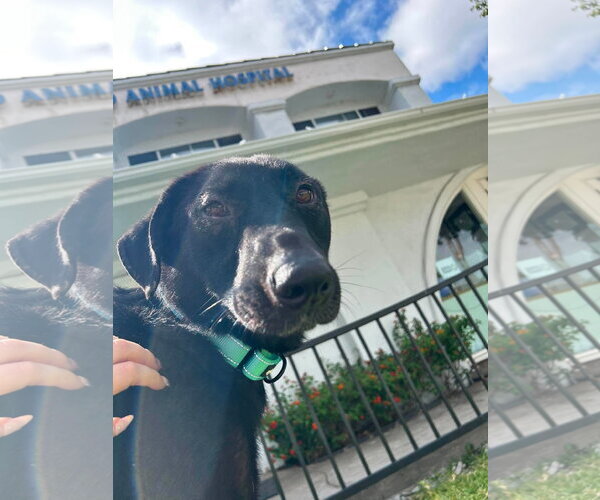 Medium Photo #7 Labrador Retriever-Unknown Mix Puppy For Sale in San Diego, CA, USA