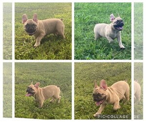 French Bulldog Puppy for sale in ORLANDO, FL, USA